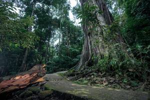 BIB: 
                            <button type="button" onclick="openModal(24809324)" class="btn btn-primary btn-sm float-right btn-popup" data-toggle="modal" data-target=".modal-high-quality">
                        <i class="fas fa-shopping-cart"></i> Add to Cart
                    </button>
                                            <button type="button" onclick="isThisMe(24809324, true)" class="btn btn-success btn-sm float-right btn-popup btn-isme hidden" data-toggle="tooltip" data-placement="bottom" title="นี่คือรูปของคุณใช่ไหม คลิกที่นี่เพื่อเอาเข้าอัลบั้ม">
                        <i class="fas fa-plus"></i> Add to album
                    </button>
                    <button type="button" onclick="isThisMe(24809324, false)" class="btn btn-warning btn-sm float-right btn-popup btn-isnotme hidden">
                        <i class="fas fa-ban"></i> Remove from album
                    </button>